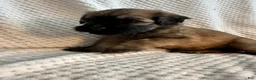 Mixed Breed dogs for sale: White collar girl  - Ad 4