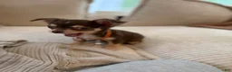 Chihuahua dogs for sale: Lava 4 lbs fully grown  - Ad 5