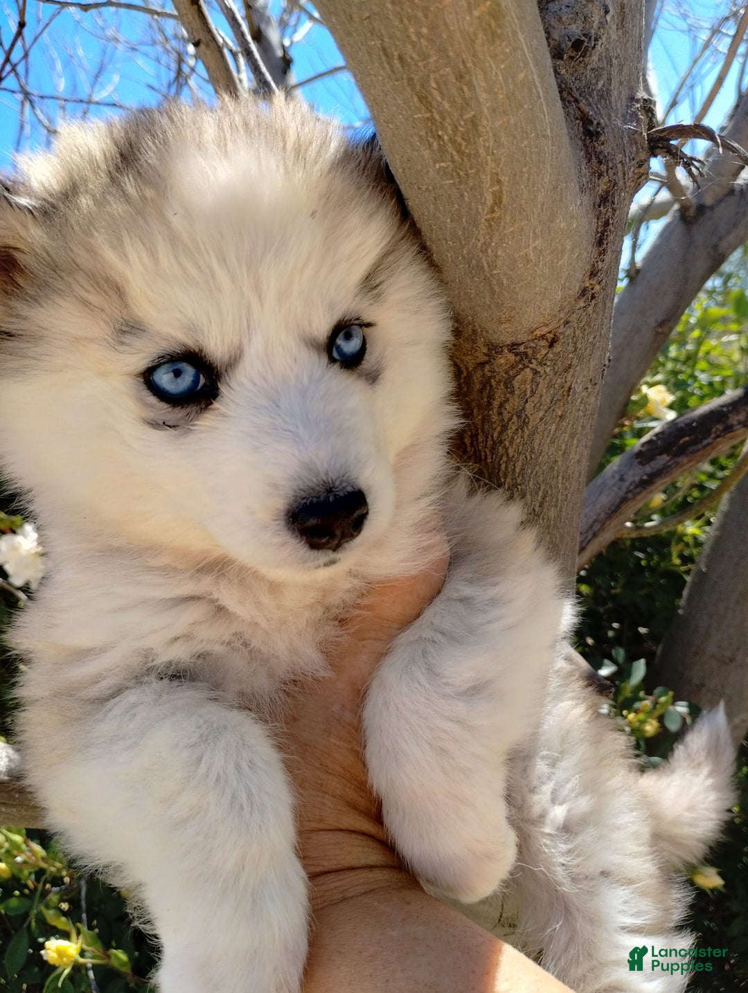 Gallery Image {{count}}