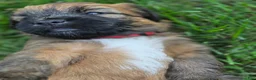 Soft Coated Wheaten Terrier dogs for sale: Blaze - Ad 2