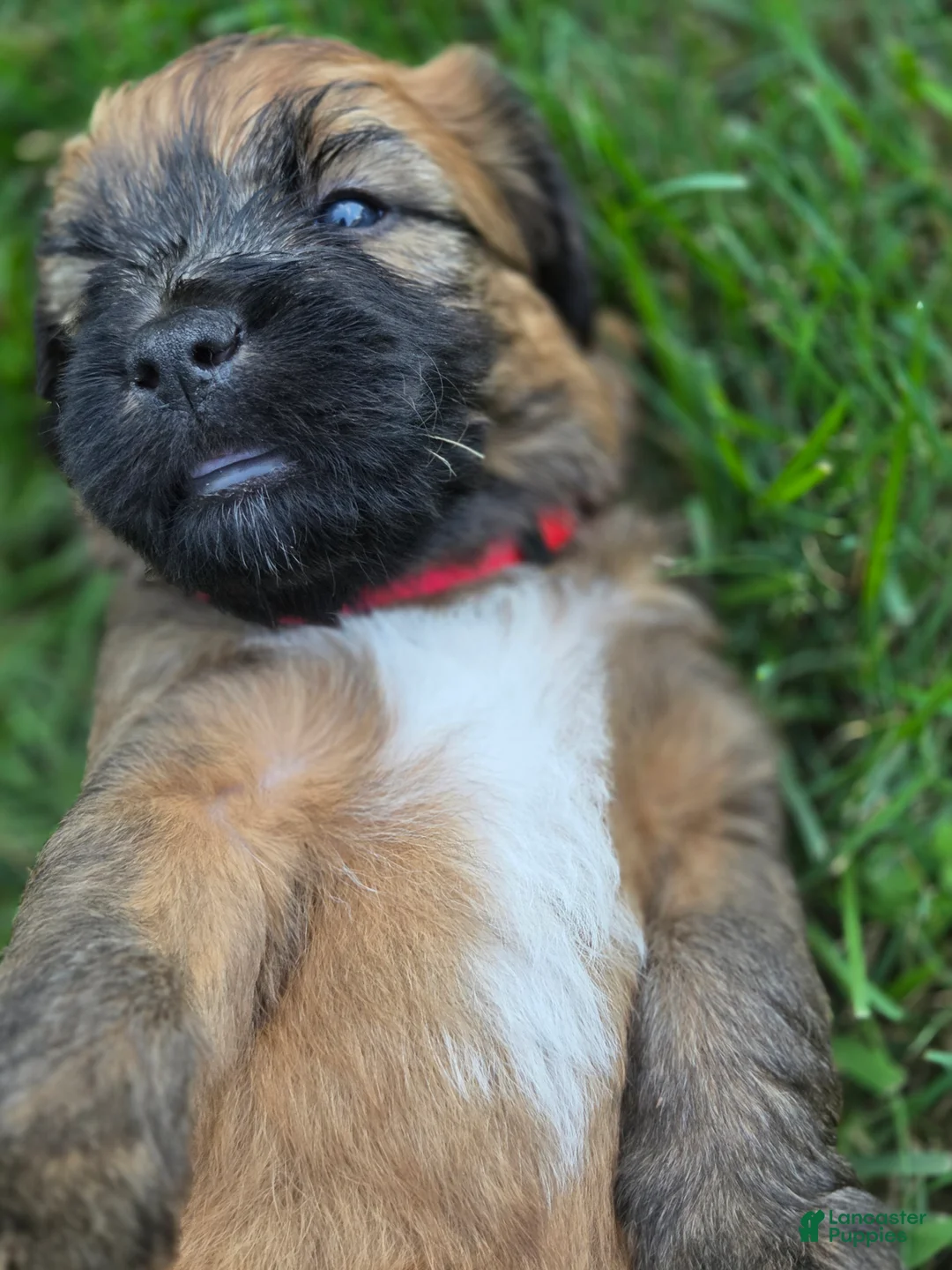 Soft Coated Wheaten Terrier dogs for sale: Blaze - Ad 2