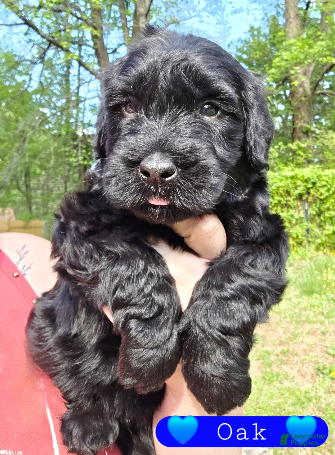 Giant Schnauzer dogs for sale: Giant Schnauzer Oak - Ad 2