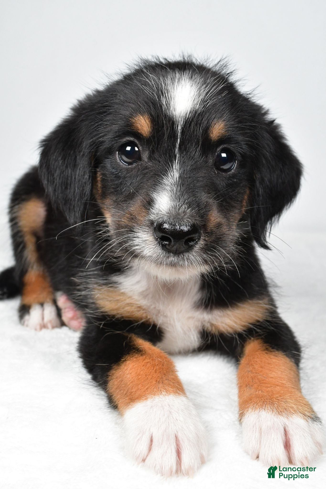 Mixed Breed dogs Rondo - Ad 1