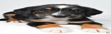 Rondo