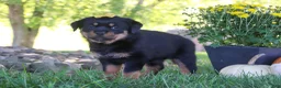 Rottweiler dogs for sale: Oakley - Ad 3