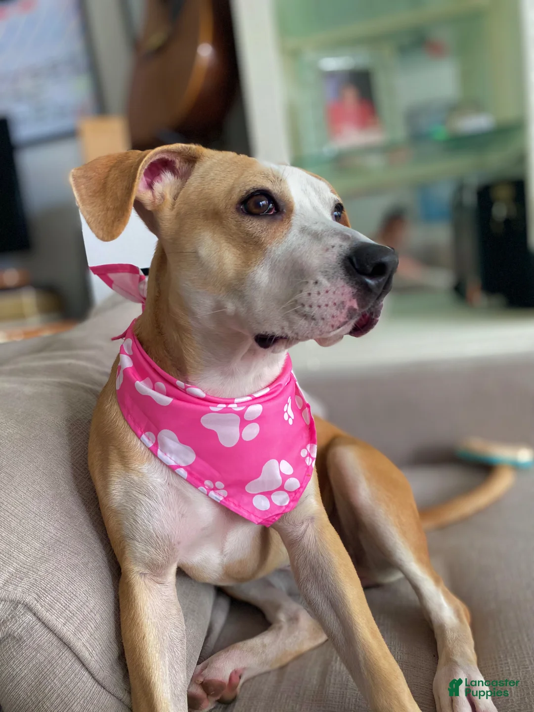 Mixed Breed dogs for sale: Luna - Ad 4