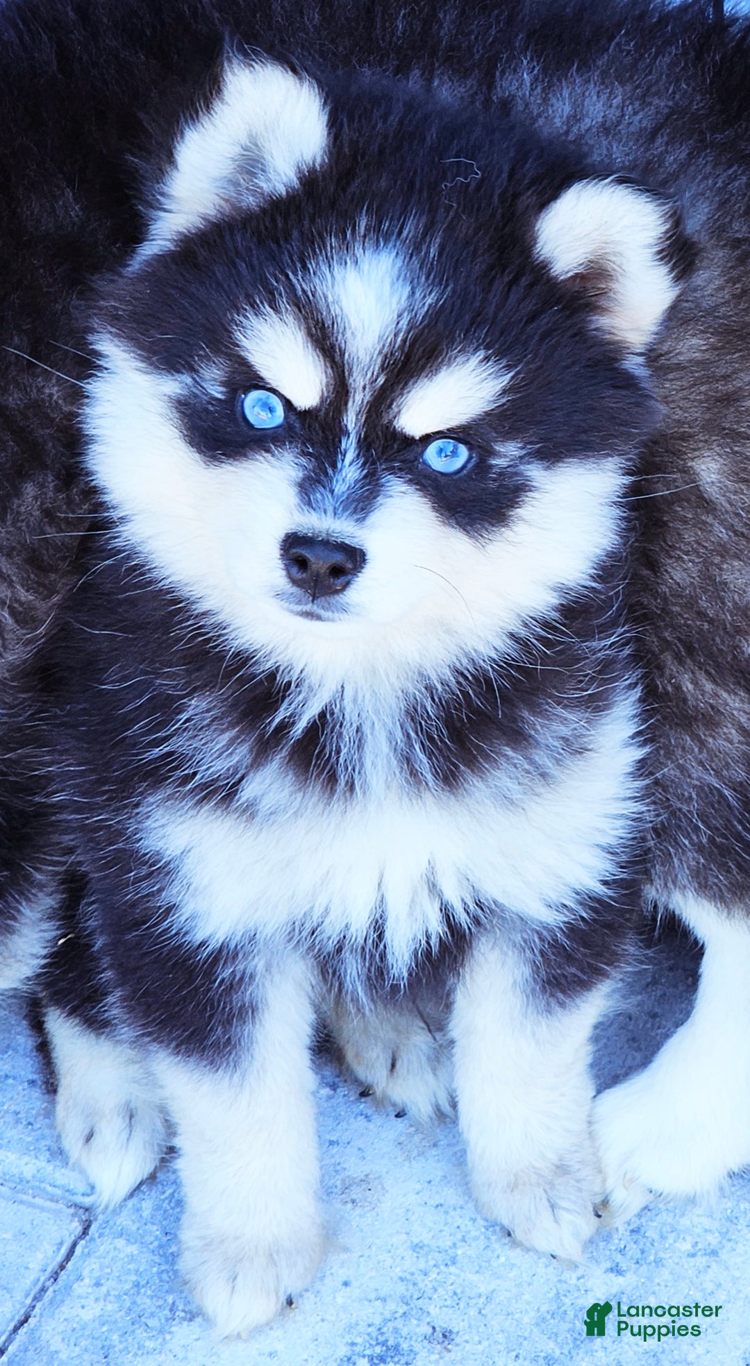 Pomsky dogs for sale: Jex - Ad 5