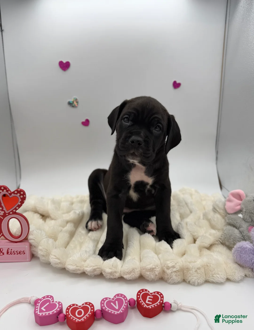 Cane Corso dogs for sale: Cane Corso Puppy 10 - Ad 3