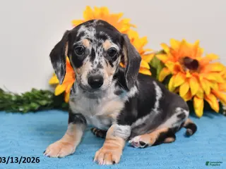 Miniature Dachshund dogs for sale: Cody - Ad 1