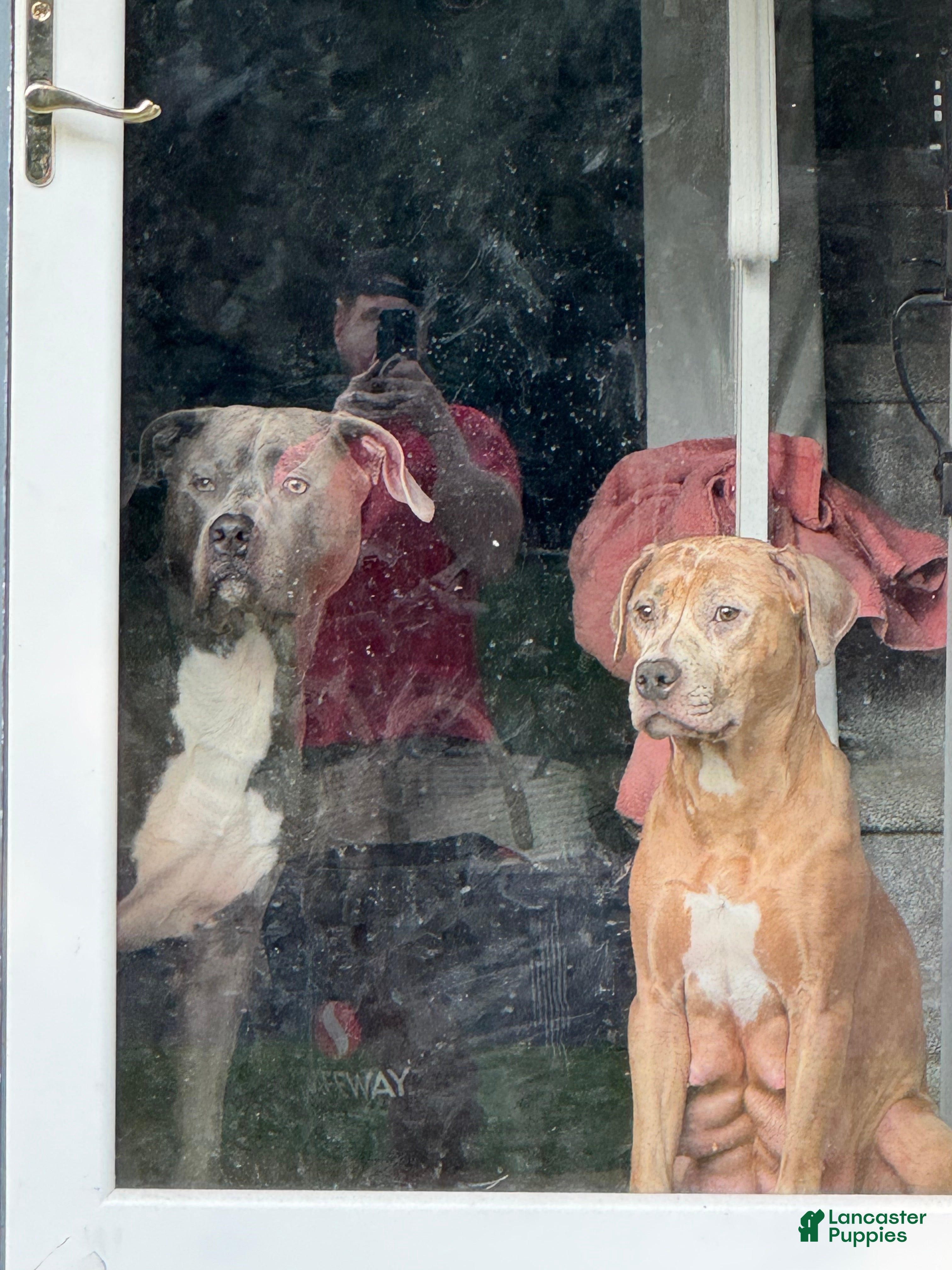 Mixed Breed dogs Josephine - Ad 2