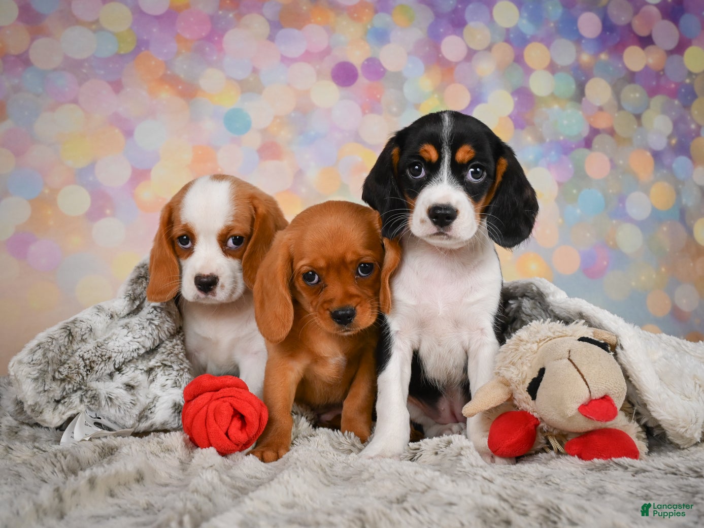 Beaglier dogs Brianna - Ad 2