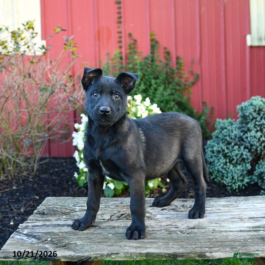 Belgian Malinois dogs for sale: Edge - Ad 1