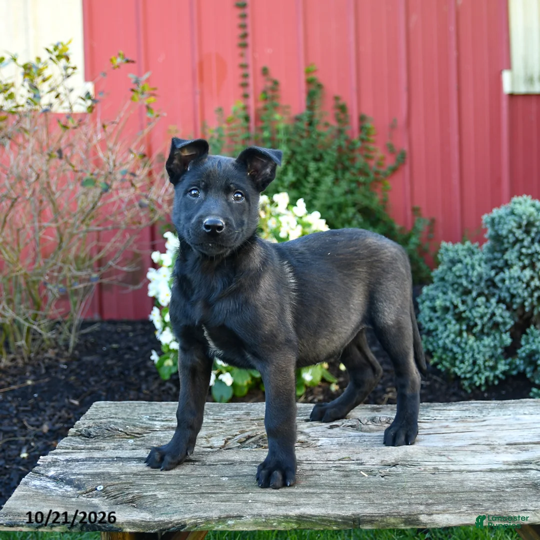 Belgian Malinois dogs for sale: Edge - Ad 1