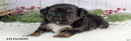 Toy Australian Shepherd dogs for sale: Bronson - Ad 2