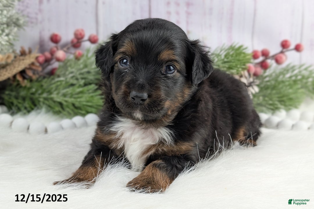 Toy Australian Shepherd dogs for sale: Bronson - Ad 2