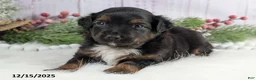 Toy Australian Shepherd dogs for sale: Bronson - Ad 25