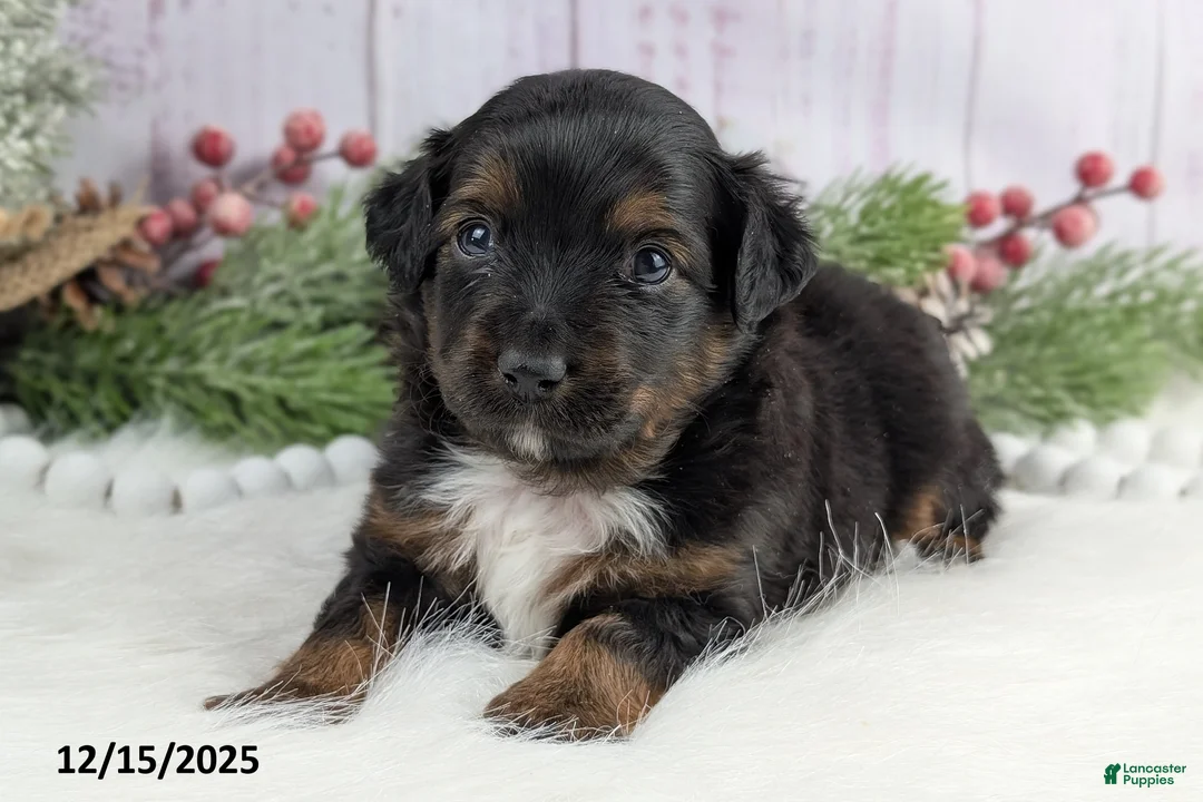 Toy Australian Shepherd dogs for sale: Bronson - Ad 25