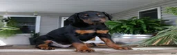 Doberman Pinscher dogs for sale: Wyatt - Ad 3