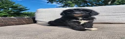 Mini Sheepadoodle dogs for sale: Ripley  - Ad 11
