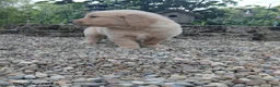 Golden Retriever dogs for sale: Ralph - Ad 2