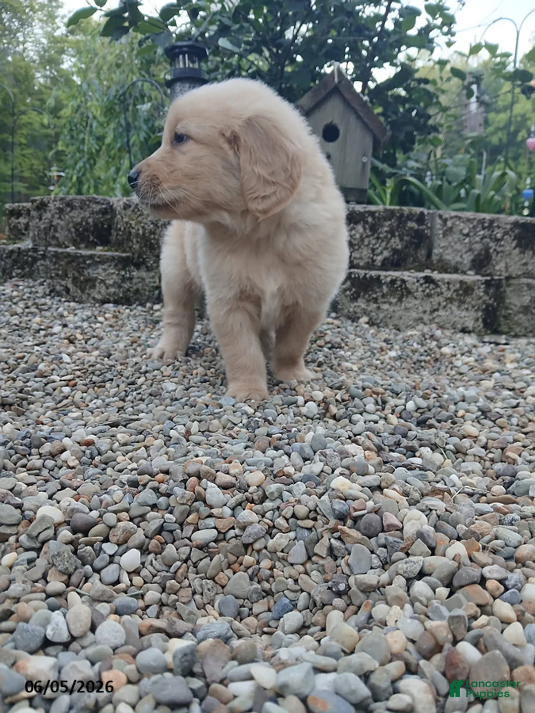 Golden Retriever dogs for sale: Ralph - Ad 2