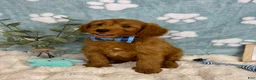 Mini Goldendoodle dogs for sale: Zane - Ad 6