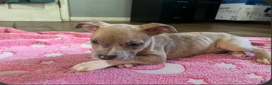 American Pit Bull Terrier 2