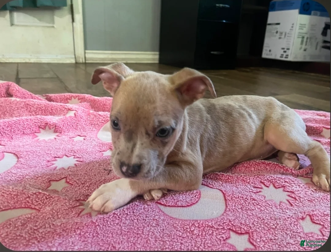 American Pit Bull Terrier dogs for sale: American Pit Bull Terrier 2 - Ad 1
