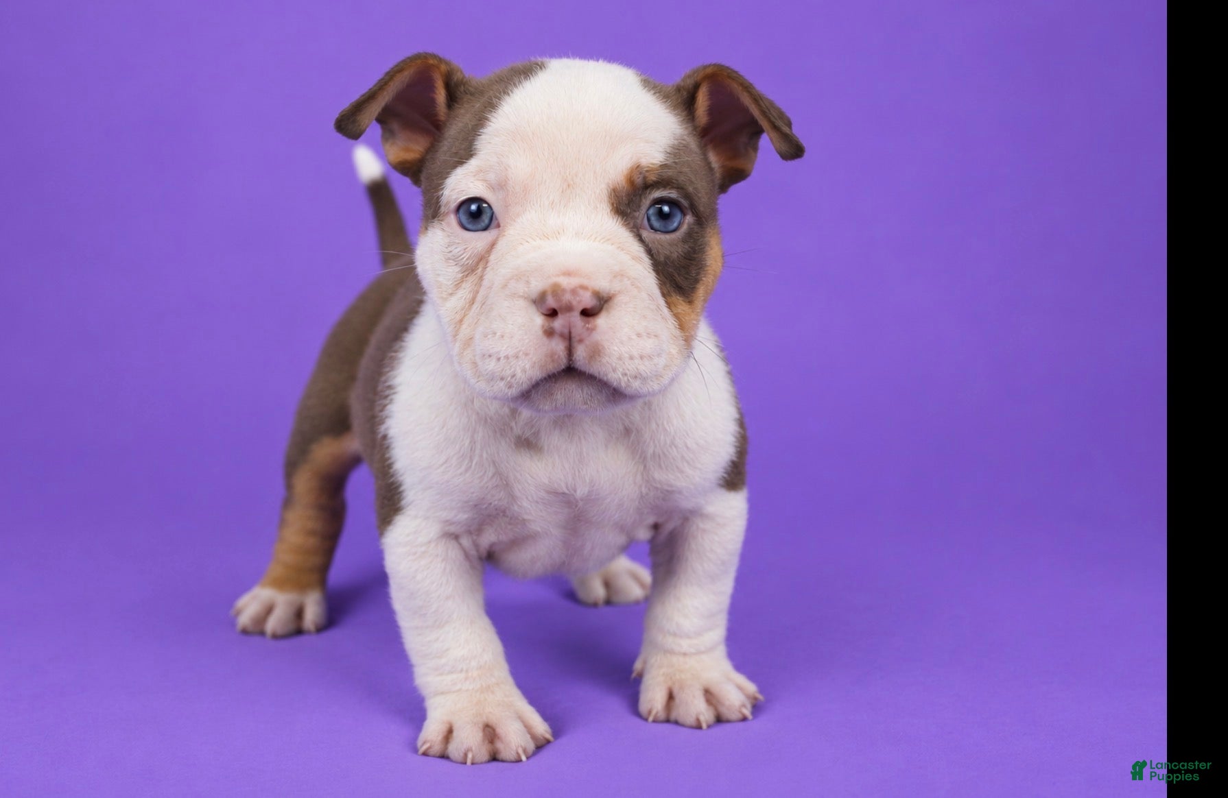 American Bully dogs Piebald Chocolate Tri Male - Ad 1