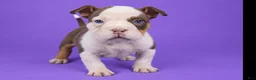 American Bully dogs for sale: Piebald Chocolate Tri Male - Ad 1