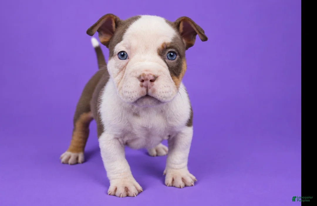 American Bully dogs for sale: Piebald Chocolate Tri Male - Ad 1