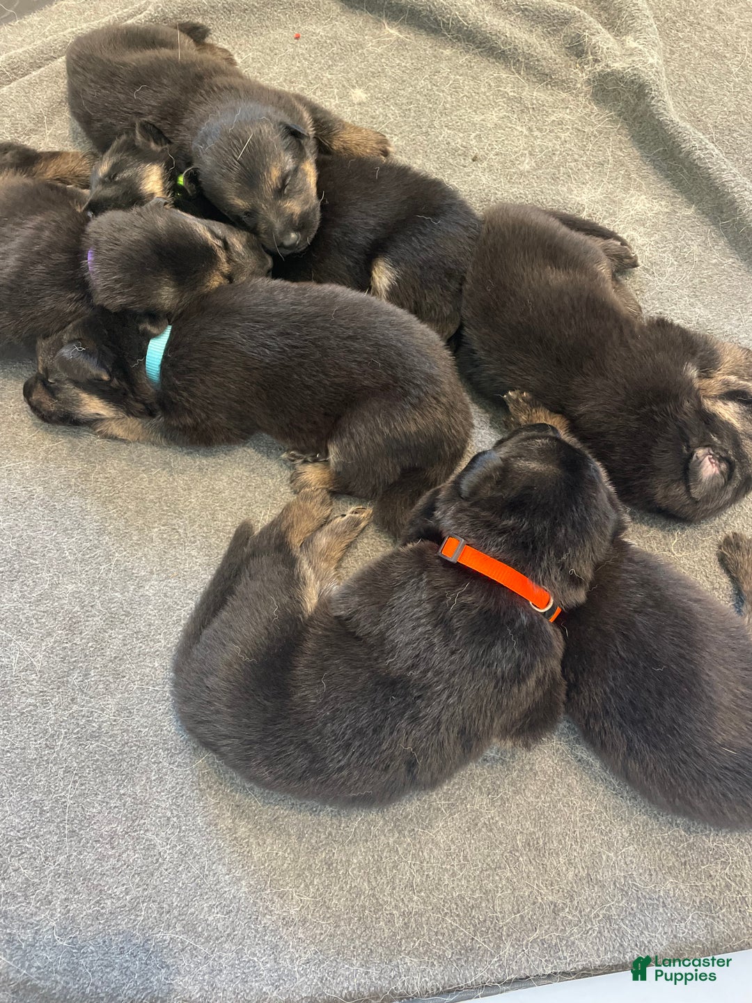 German Shepherd dogs for sale: Sugar/purple collar - Ad 32