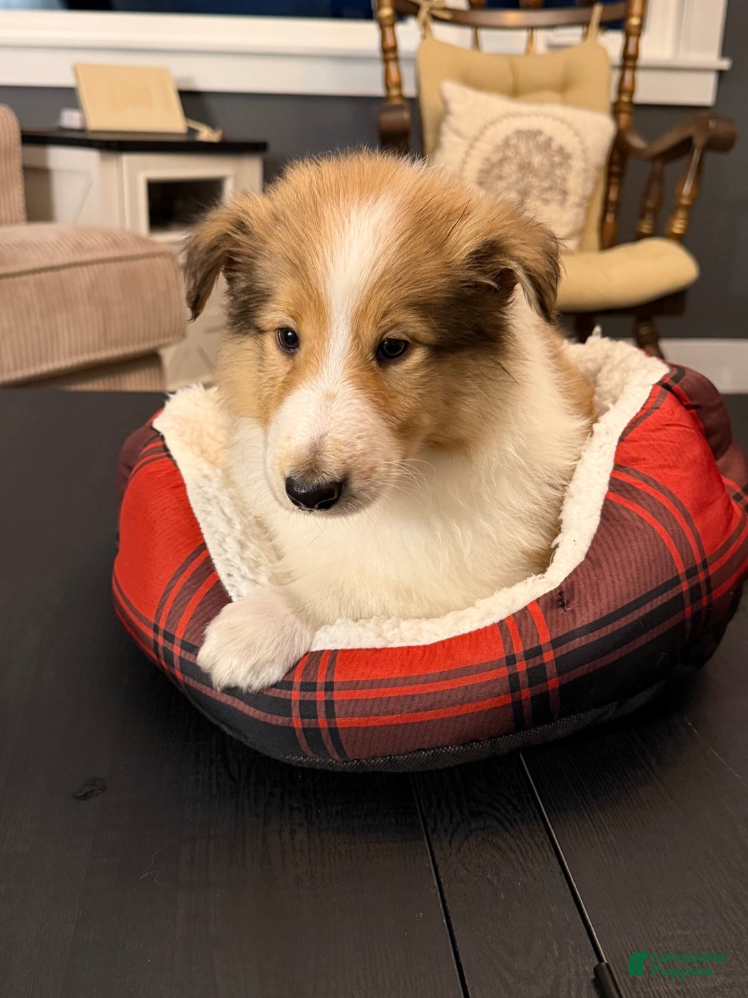 Collie dogs for sale: Collie Puppy 7 - Ad 26