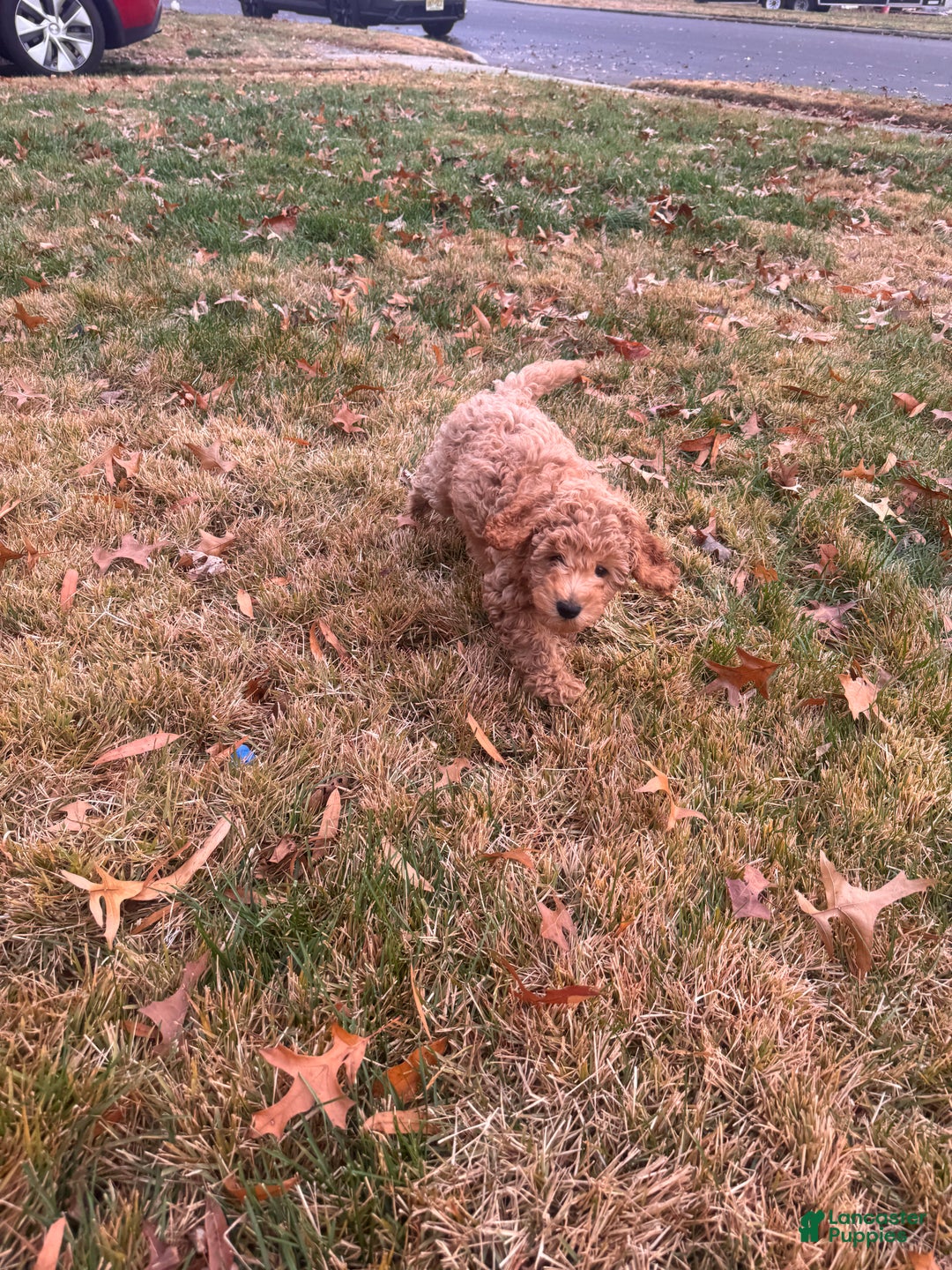 Toy Poodle dogs for sale: Ramses - Ad 6