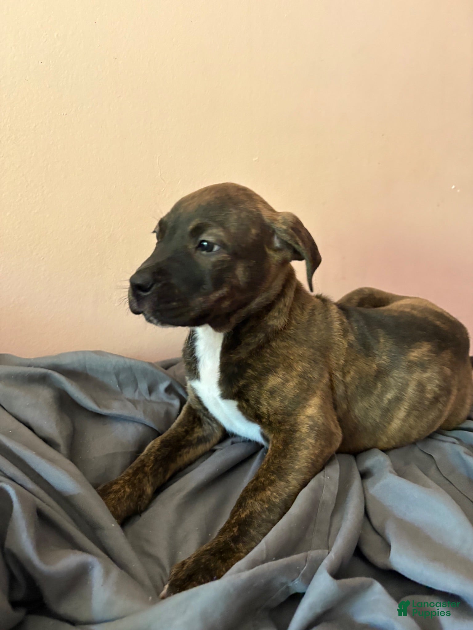 Mixed Breed dogs Violet - Ad 1