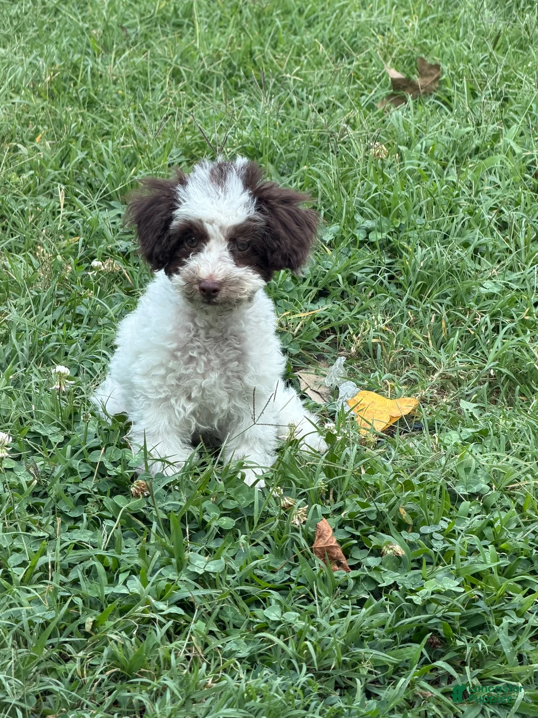 Toy Poodle dogs for sale: Max - Ad 9