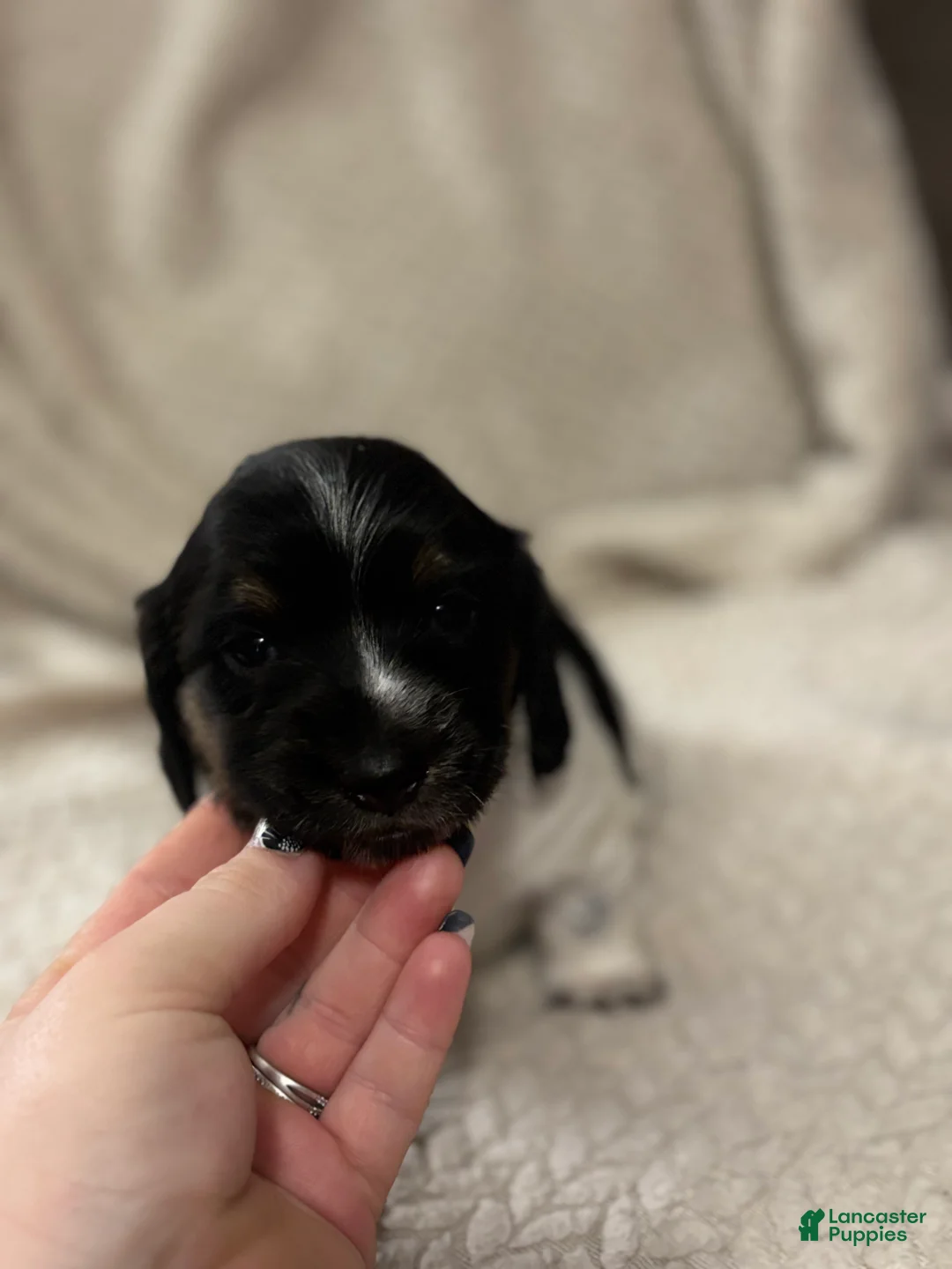 Dachshund dogs for sale: Dachshund Puppy 1 - Ad 5