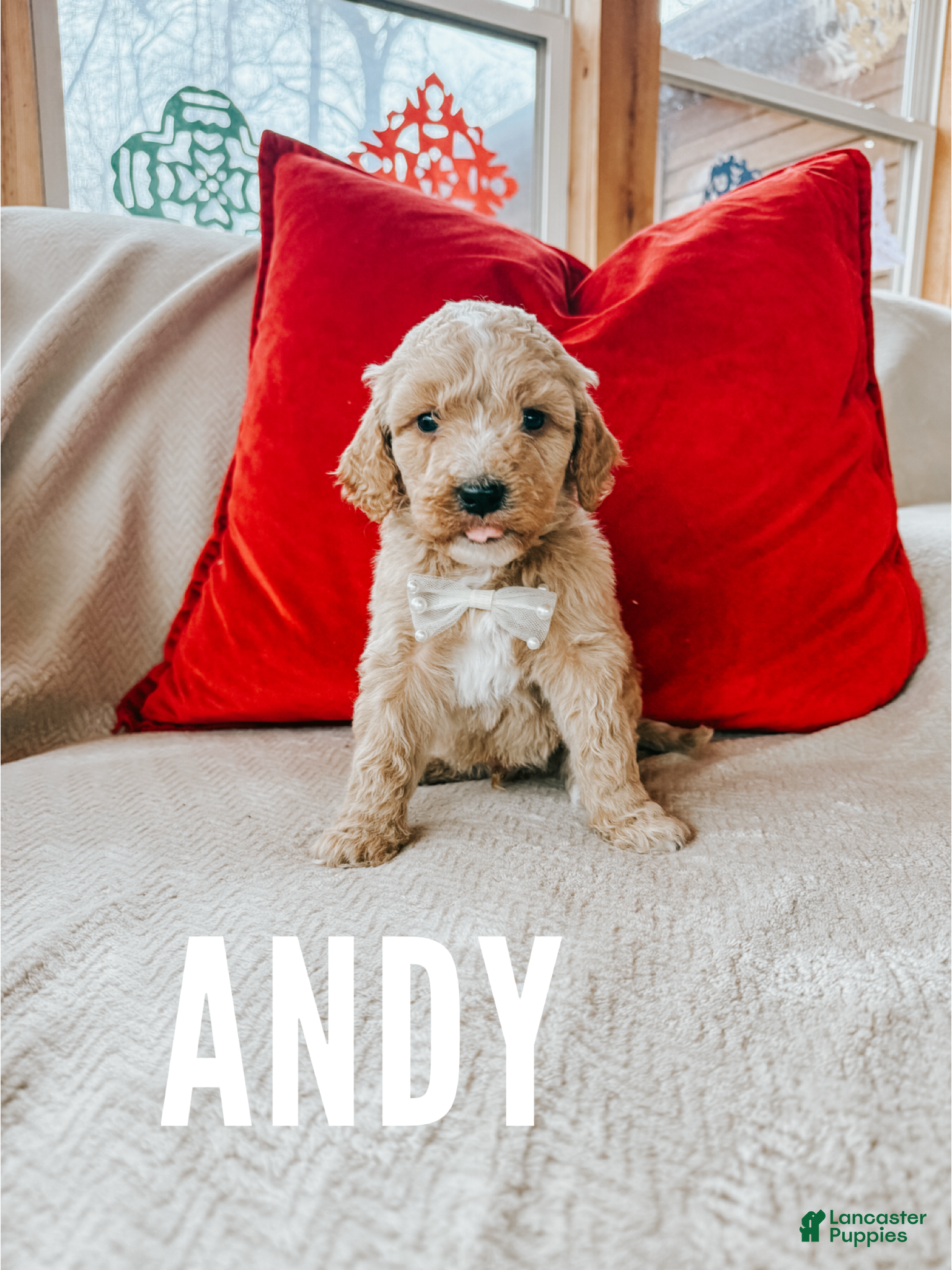 Goldendoodle dogs Andy - Ad 10