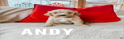 Goldendoodle dogs for sale: Andy - Ad 2