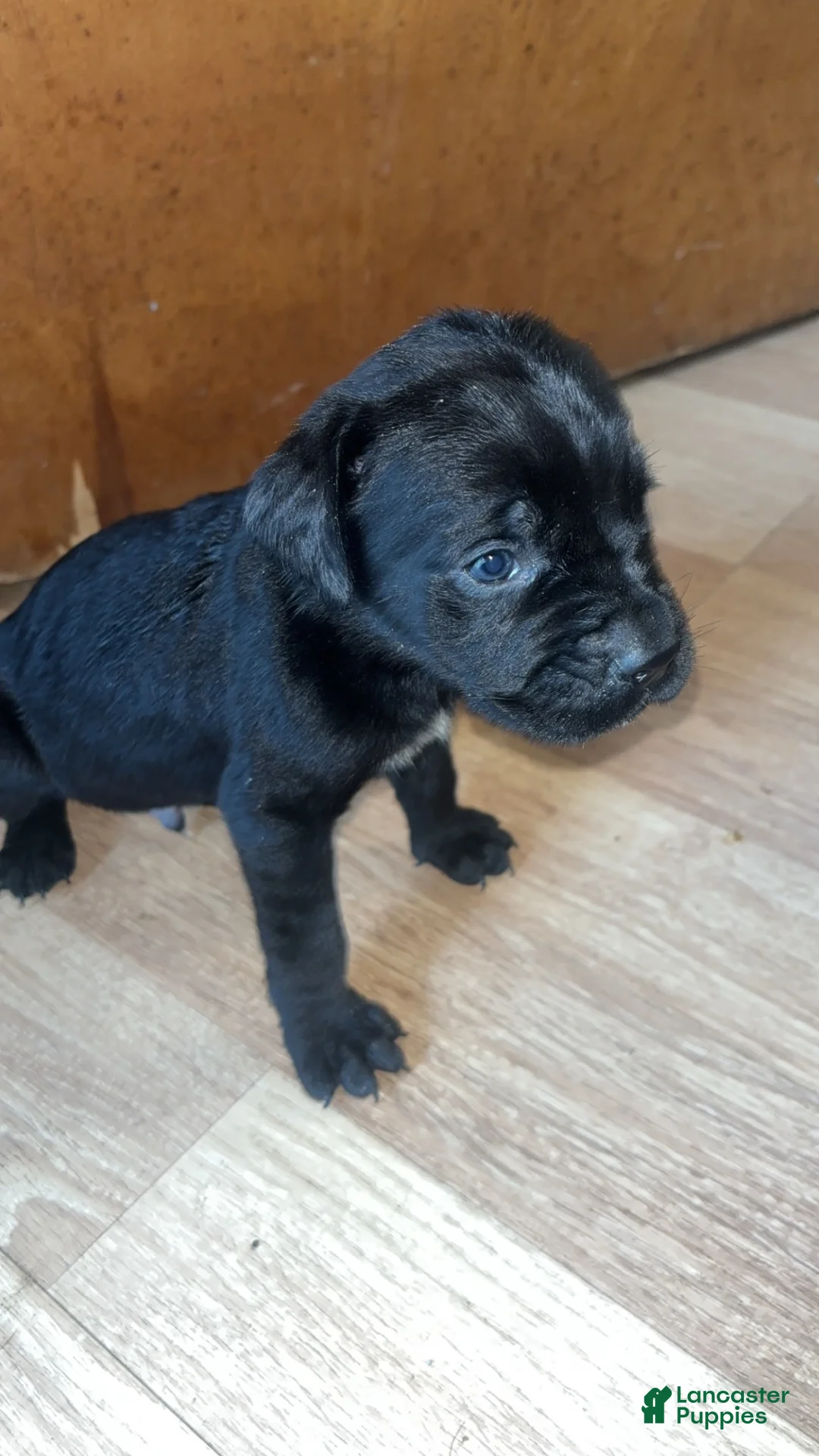 Cane Corso dogs for sale: Cane Corso 3 - Ad 1