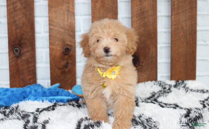 Bichpoo dogs Rowan - Ad 2