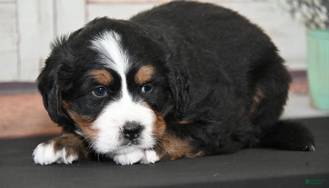 Bernese Mountain Dog dogs for sale: Gabby AKC - Ad 2