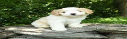 Maltipoo dogs for sale: Sky - Ad 5