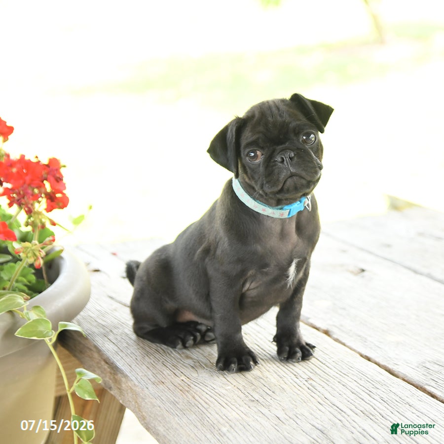 Pug dogs Matthew - Ad 2