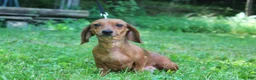 Miniature Dachshund dogs for sale: Miniature Dachshund 1 - Ad 4