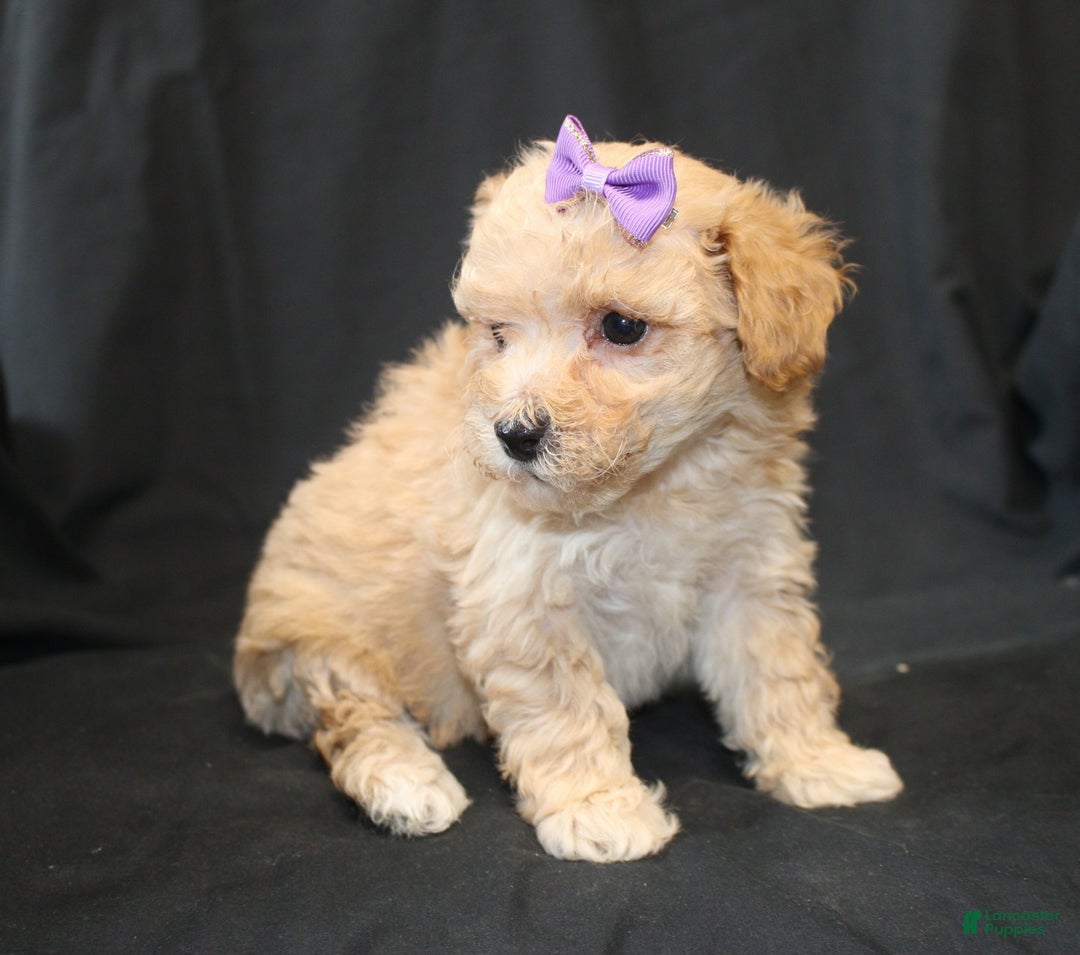 Bichpoo dogs for sale: Betty - Ad 6