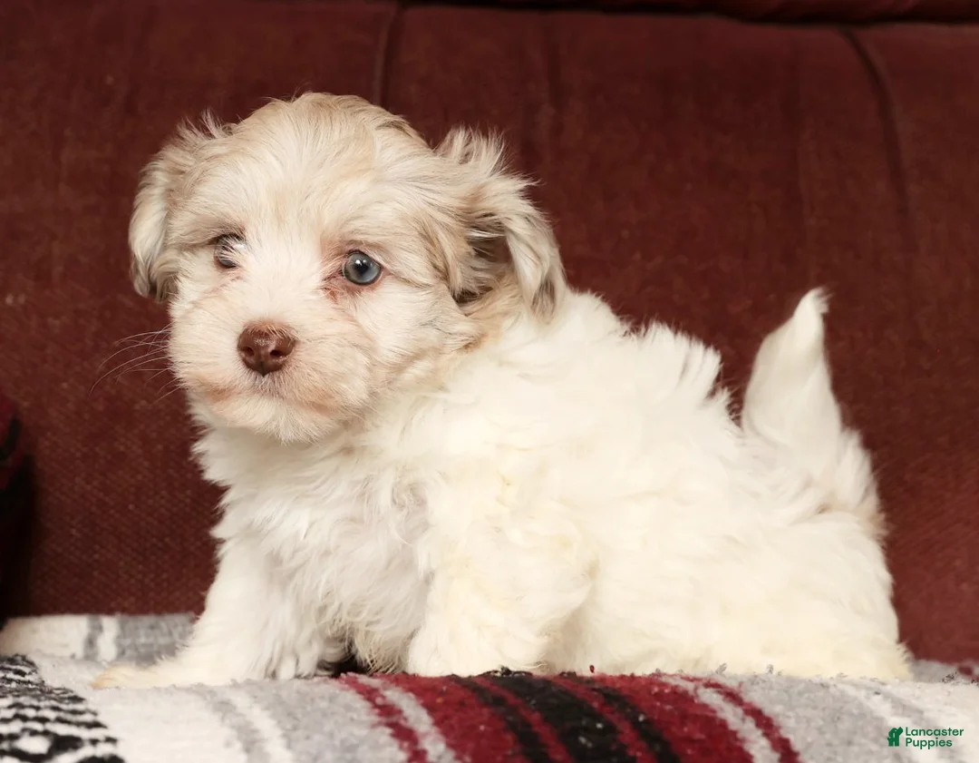 Havapoo dogs for sale: Biscuit - Ad 4