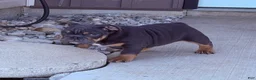 English Bulldog dogs for sale: Leah - Ad 2