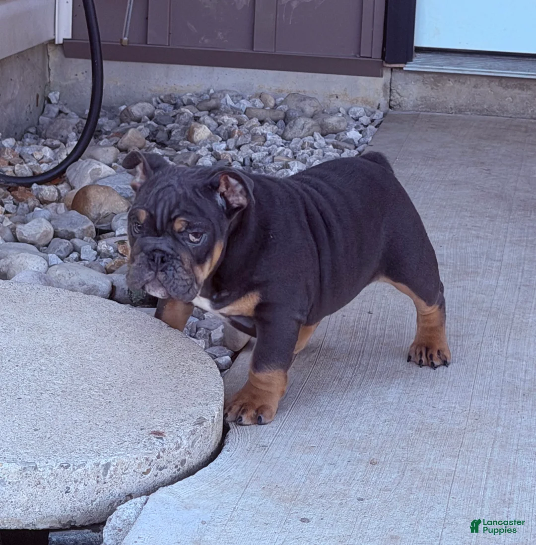 English Bulldog dogs for sale: Leah - Ad 2