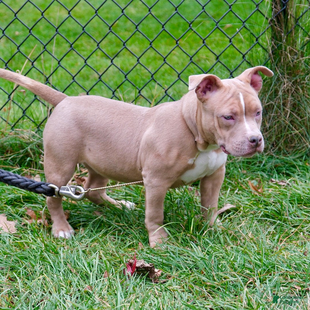American Bully dogs for sale: Juno - Ad 3